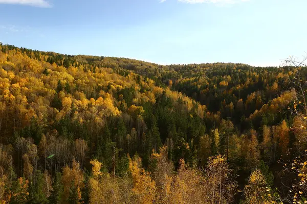 Hösten skogen, hösten, berg, skönhet, höstens arter, hösten i fjällen — Stockfoto