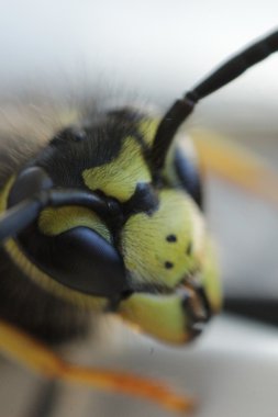  Doğa, makro, eşekarısı, böcekler, yaz, gözler, böcekler