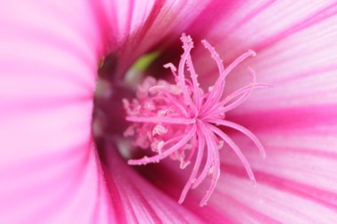 Doğa, flora, bitkiler, çiçek, polen, stamens, pistil