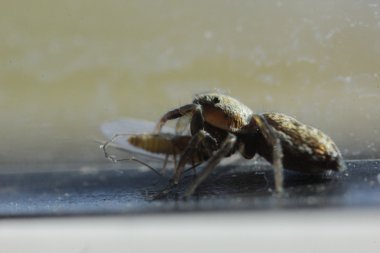 Araneae, Aranei, eklembacaklılar, yırtıcı hayvan