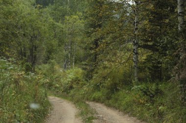 Doğa, manzara, düşmek, flora, ağaçlar, peyzaj, sonbahar manzara, Sonbahar, yaprakları, bitki, yol, orman yolu, kir, dağ yolu, dağ