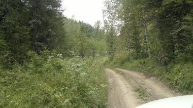 Doğa, manzara, düşmek, flora, ağaçlar, peyzaj, sonbahar manzara, Sonbahar, yaprakları, bitki, yol, orman yolu, kir, dağ yolu, dağ