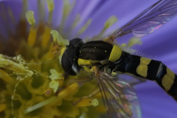 insect, macro ,summer, pollen, Tishinka, Coleoptera