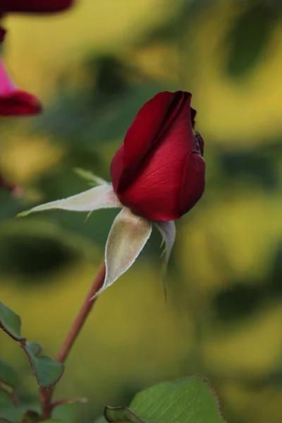 flower, rose, red rose, flower, beauty, summer