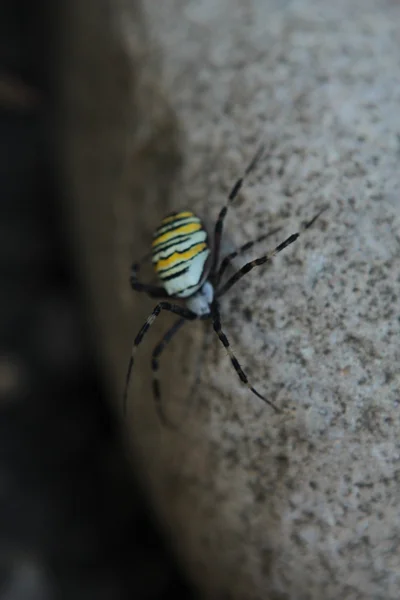 Fauna, insectos, arañas, arácnidos, telaraña, depredador —  Fotos de Stock