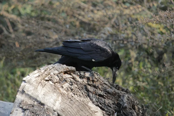 Animal, bird, crow, flora, Corvus cornix