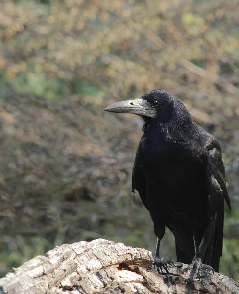 Animales, aves, cuervos, flora, Corvus cornix — Foto de Stock