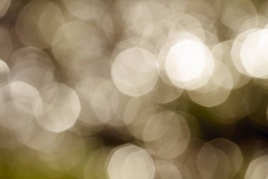 Yeşil arka plan doğa üzerinde. Odak bulanıklık arka plan.