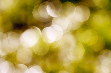 Yeşil arka plan doğa üzerinde. Odak bulanıklık arka plan.