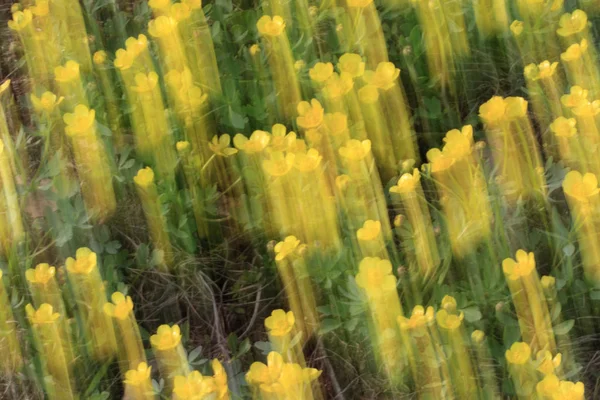 Abstracte achtergrond van aard. Schietsport op langzame sluitertijd wanneer het bewegen van de camera is. — Stockfoto