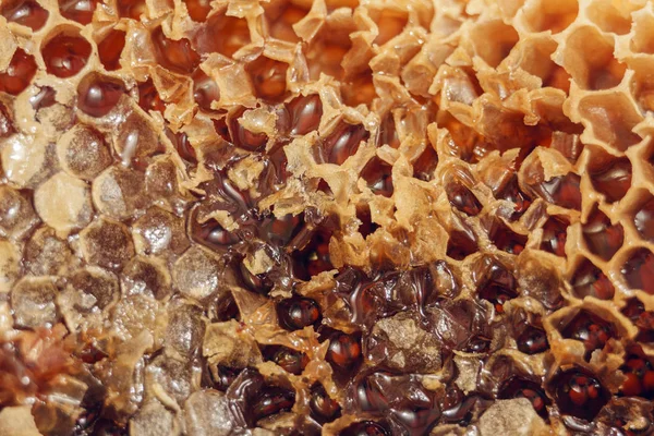 Bal ile bal tarak. Soyut petek desen tasarım