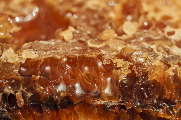 Медовая расческа с медом. Абстрактный медовый узор для дизайна
