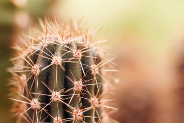 Makro mercekli Cacti yakın çekim.