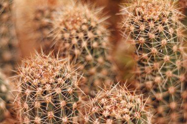 Makro mercekli Cacti yakın çekim.