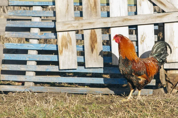 Gallo en verano en el fondo de la cerca de madera. Aves domésticas — Foto de Stock