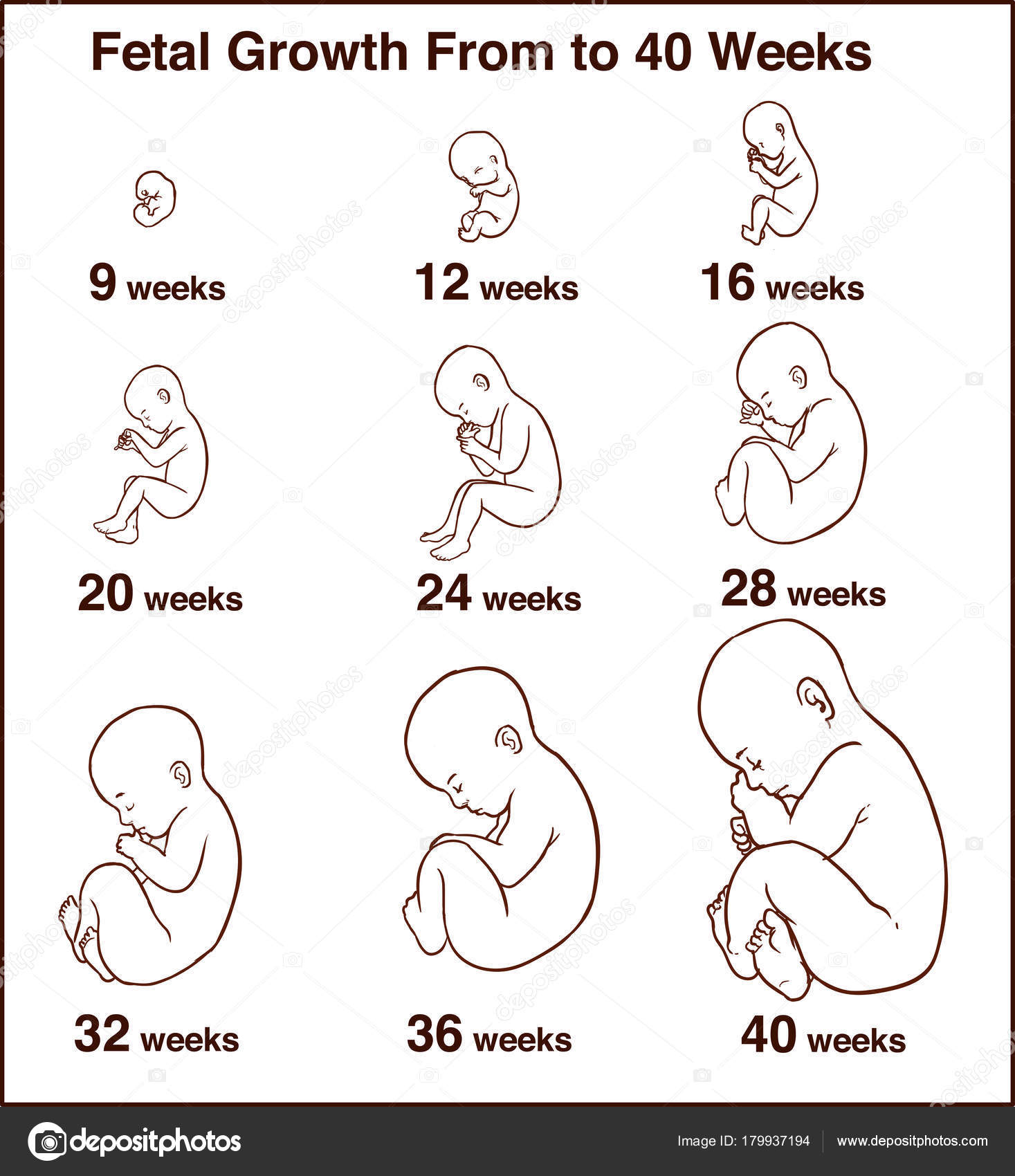 Desarrollo Embrionario Etapas De Crecimiento Del Feto Humano Del