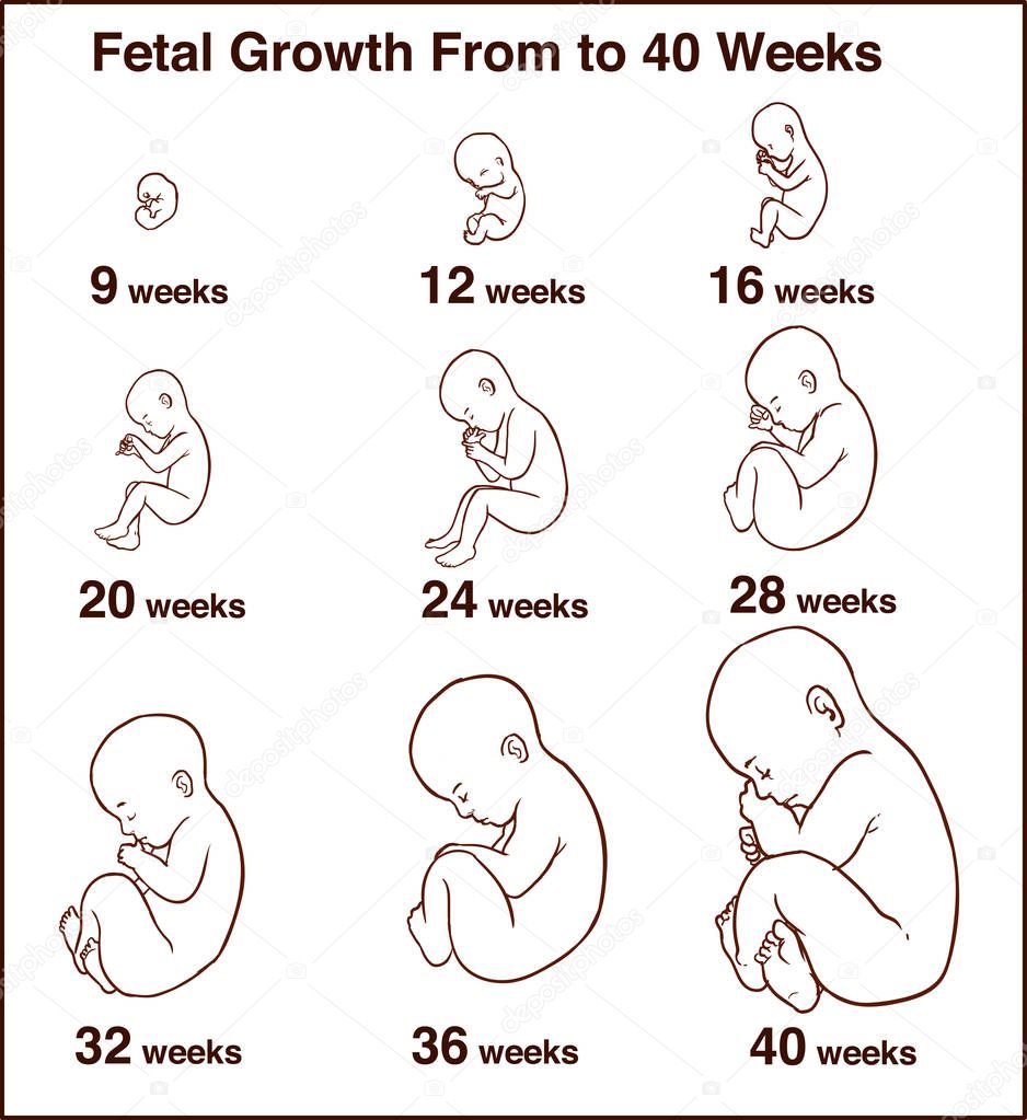 Embryo development. Human fetus growth stages of pregnancy vecto