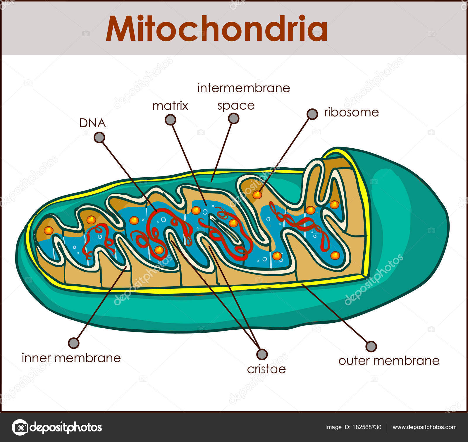 Ilustrador vector de la sección transversal de la