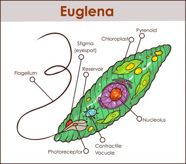 Vektör Euglena kesit diyagramı temsilcisi protistalar eug