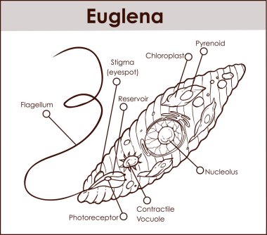Vektör Euglena kesit diyagramı temsilcisi protistalar eug