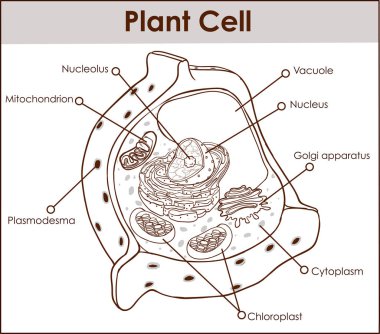 Plant cell isolated on white photo-realistic vector illustration clipart