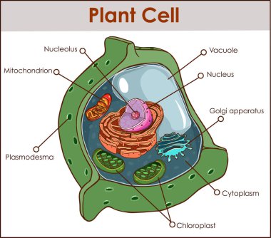 Plant cell isolated on white photo-realistic vector illustration clipart