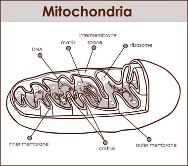 Mitokondri kesiti Vector Illustrator.
