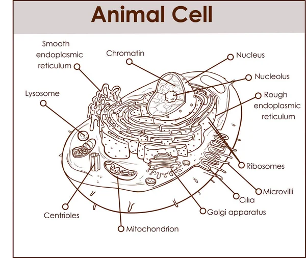 Hayvan hücre anatomi diyagram yapısını tüm parçaları çekirdeği smo ile — Stok Vektör