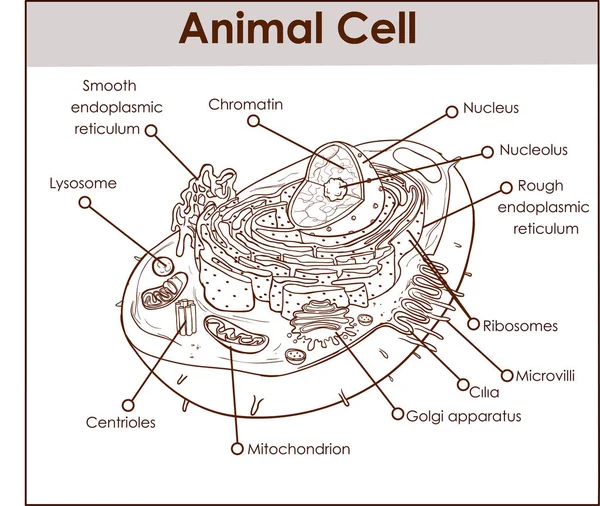 Diagrama de Anatomía Celular Animal Estructura con todas las partes núcleo smo — Archivo Imágenes Vectoriales