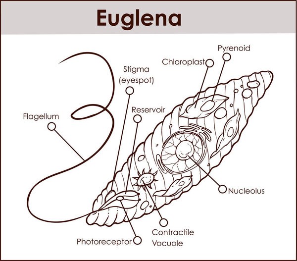 Vector Euglena Cross Section Diagram representative protists eug