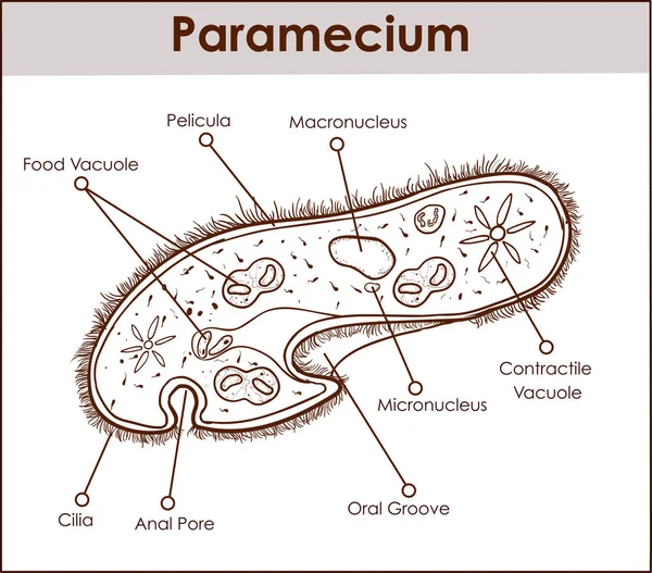 A estrutura do Paramecium saudatum — Vetor de Stock