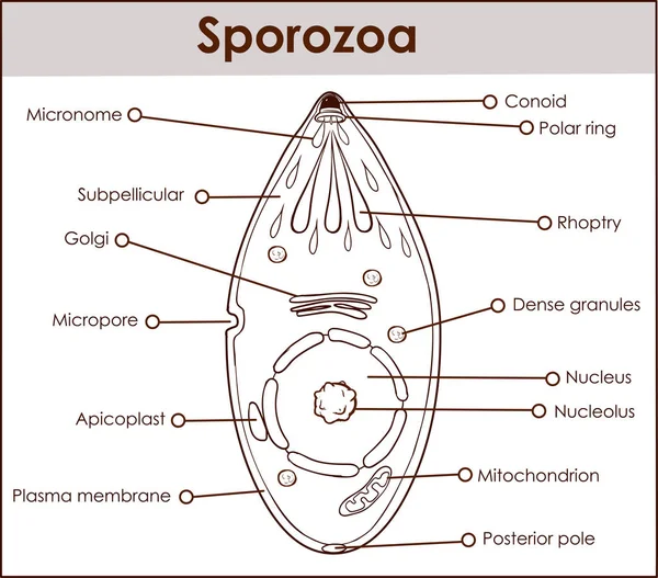 Εικονογράφηση φορέας ενός sporozoa — Διανυσματικό Αρχείο