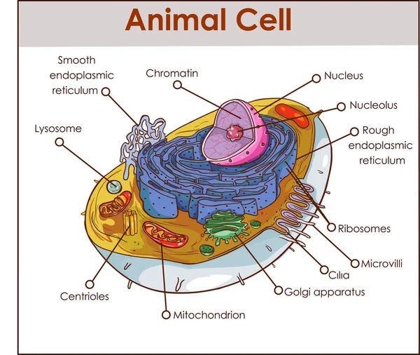 Estrutura do diagrama de anatomia celular animal com todas as partes núcleo smo — Vetor de Stock