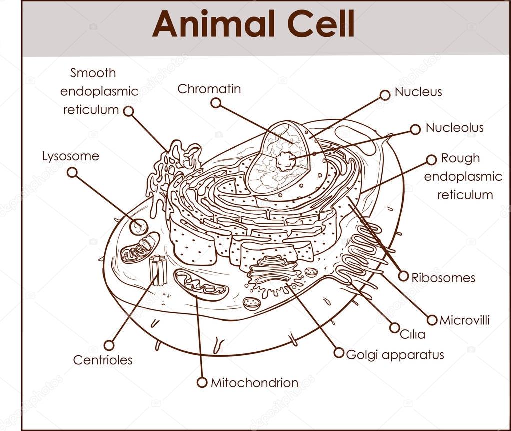 Animal Cell Anatomy Diagram Structure with all parts nucleus smo