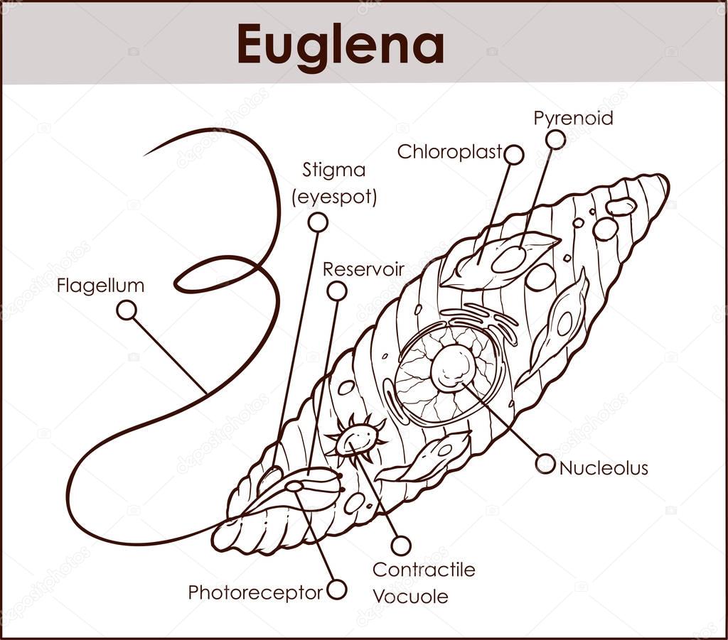 Euglena diagram with labels