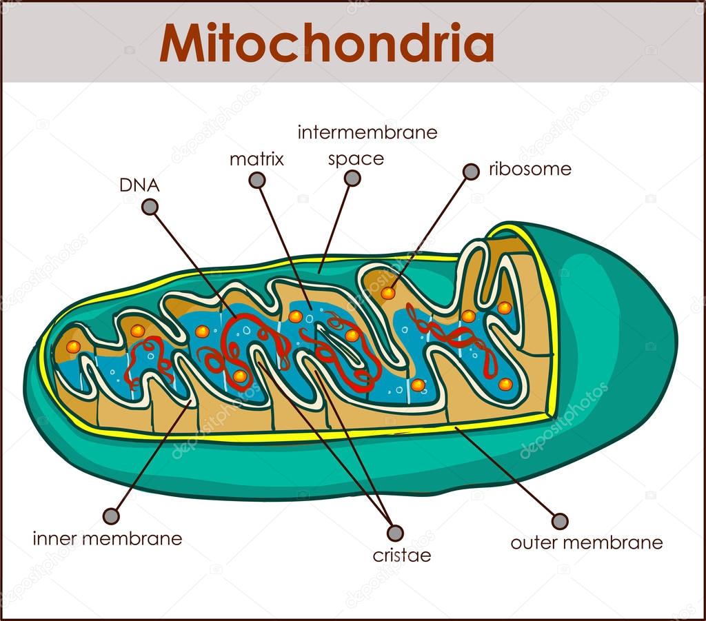 Vector illustrator of cross section of mitochondria.
