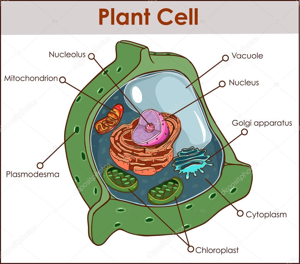 Plant cell isolated on white photo-realistic vector illustration