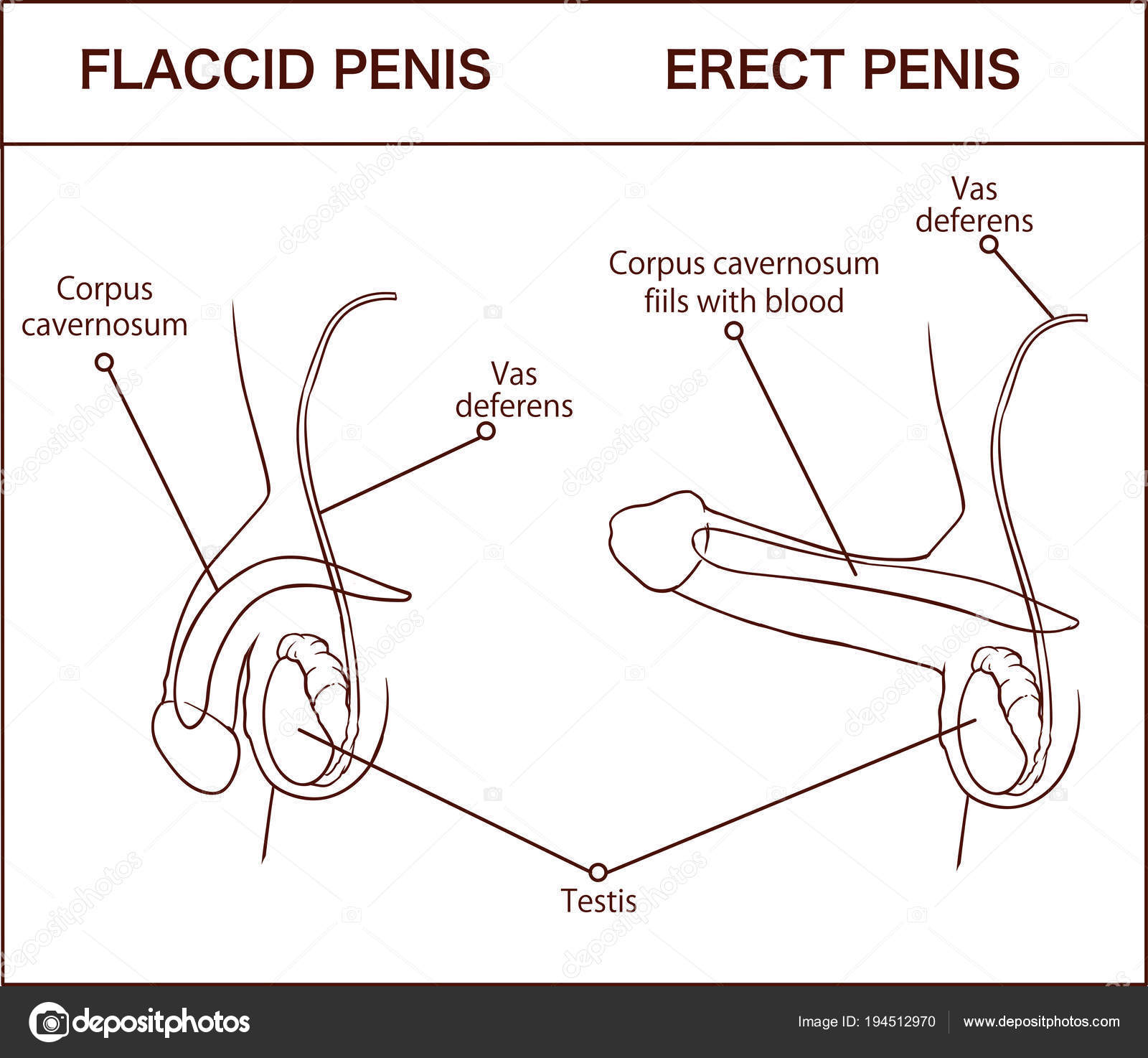 organ masculin de erecție