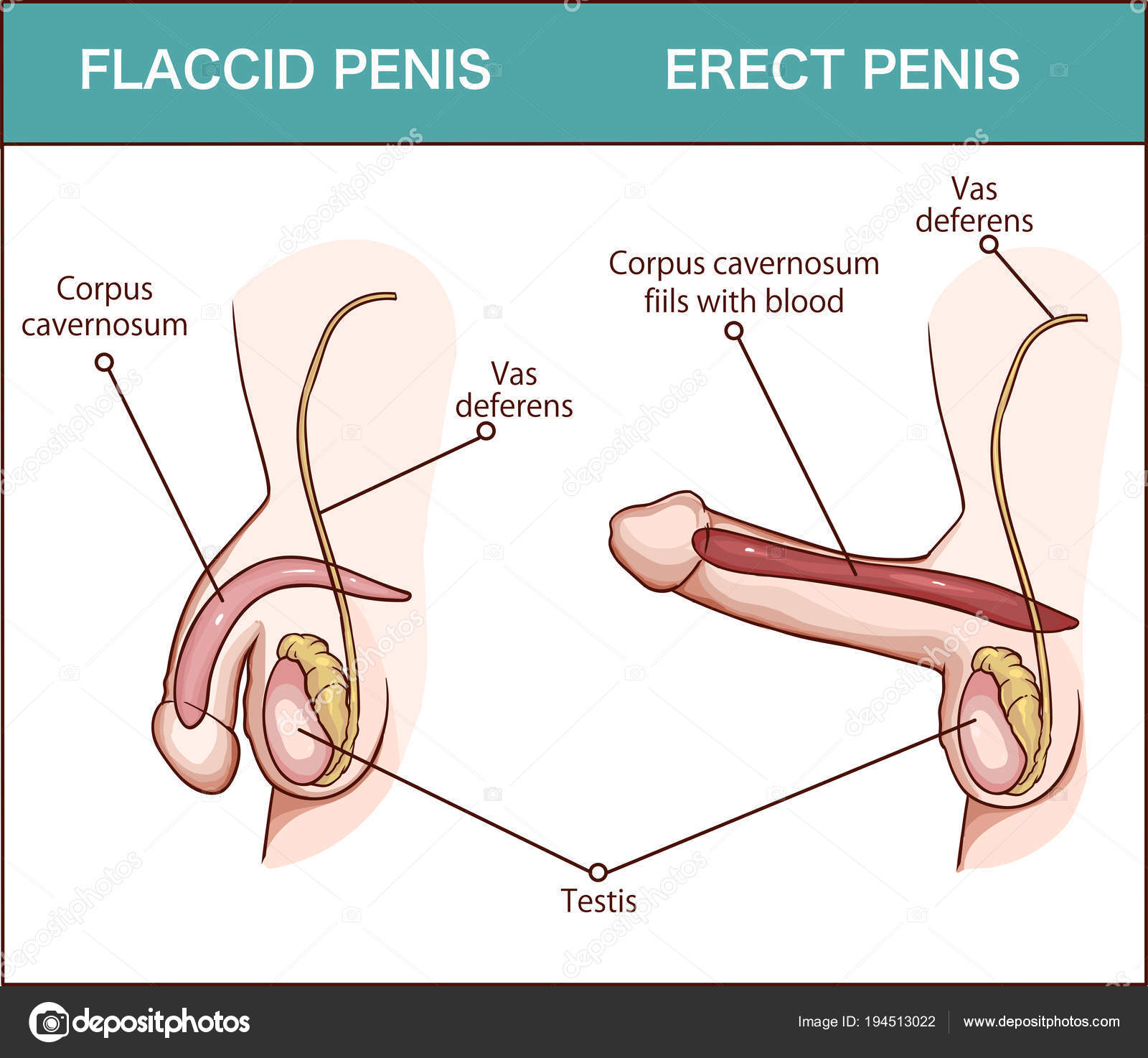 glans erekció