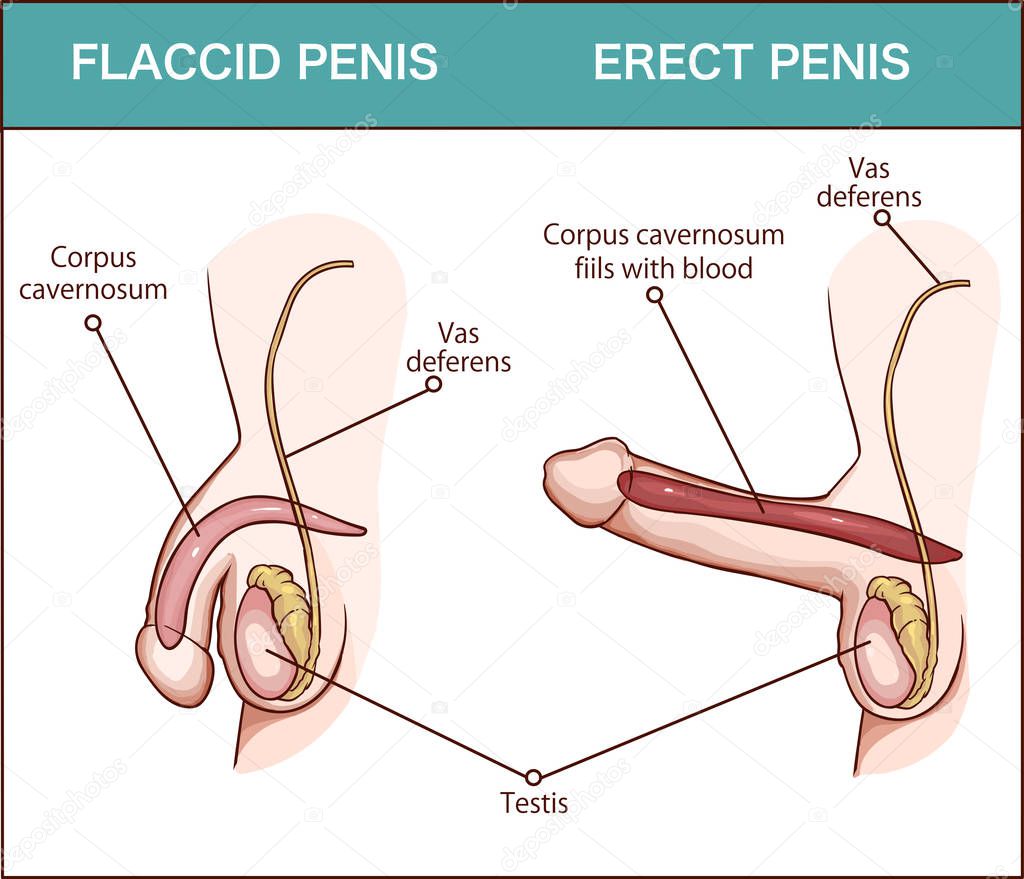 Erection of male sex organ penis, medical illustration with man anatomy reproductive
