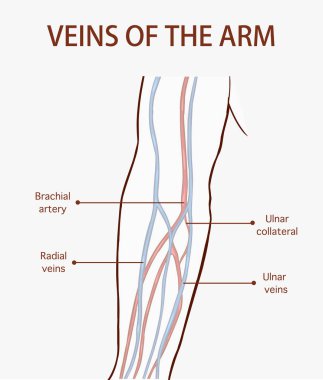  Koldaki damarların vektör çizimi