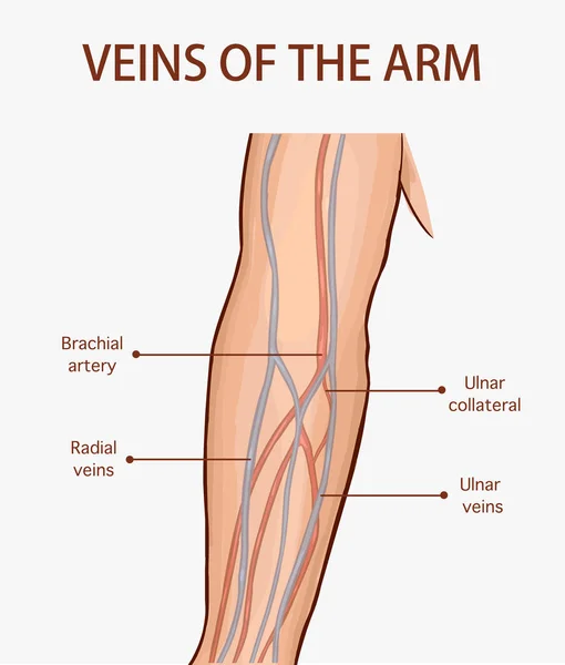 Ilustración vectorial de las venas del brazo — Archivo Imágenes Vectoriales