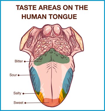 Vector - Color map of taste receptors in the tongue, four flavor clipart