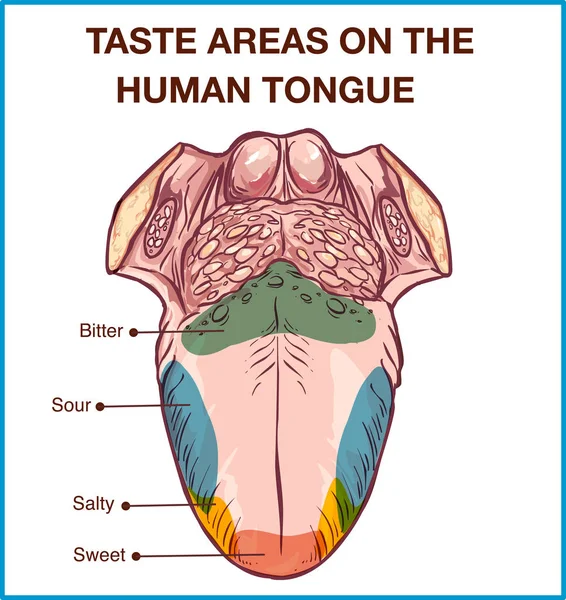 Вектор - Цветная карта вкусовых рецепторов на языке, четыре вкуса — стоковый вектор