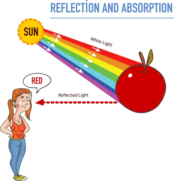 Reflectie Absorptie Vector Illustratie — Stockvector