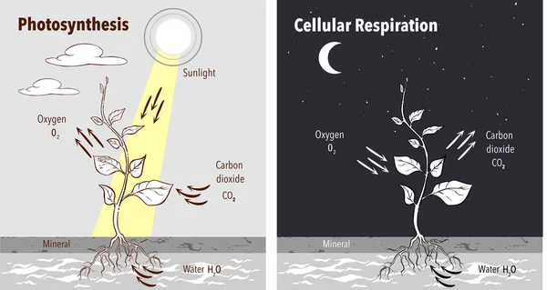Photosynthesis accumulating sugar and cellular respiration fueli — Stock Vector