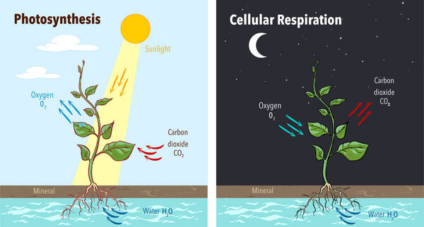 Photosynthesis accumulating sugar and cellular respiration fueli
