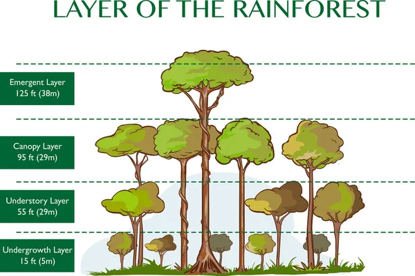 Ilustração vetorial das camadas da floresta tropical — Vetor de Stock