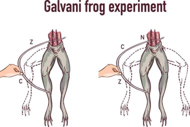 Galvani kurbağa bacağı çizimi deneyi