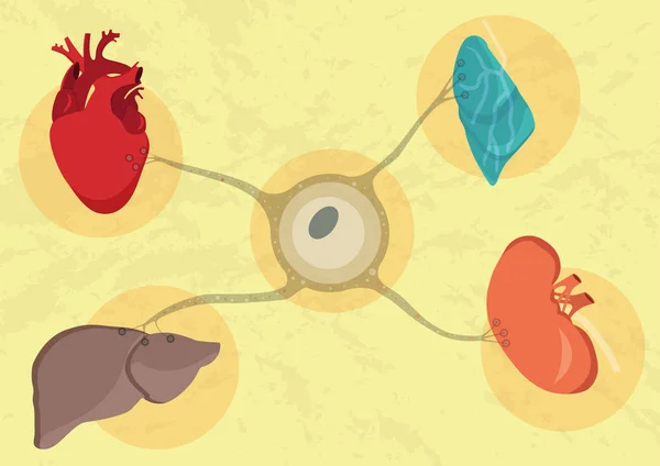 Órganos Humanos Sintéticos Cultivados Laboratorio Futuro Medicina Trasplante Corazón Riñón — Archivo Imágenes Vectoriales